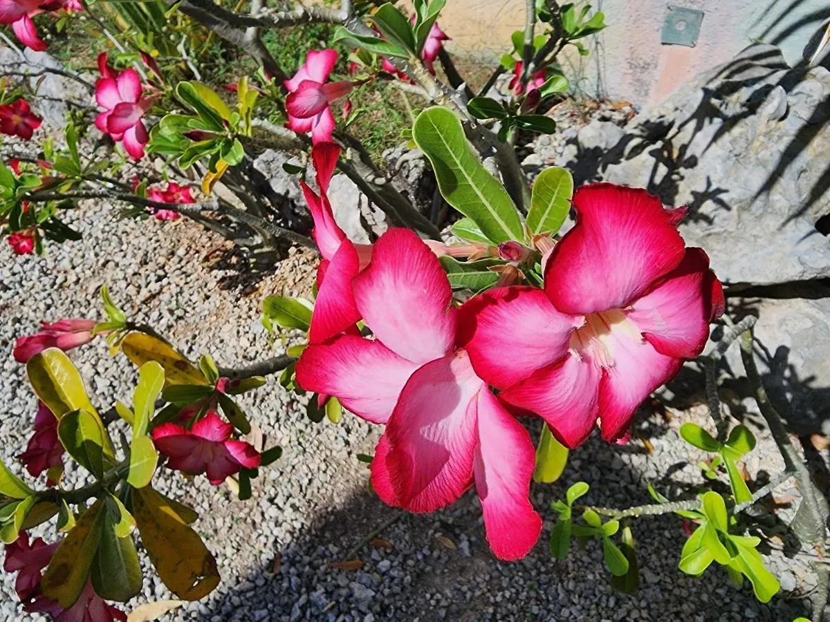 Myoli Wellness & Happiness Bnb Playa del Carmen